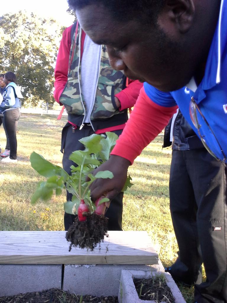 williamsewell8's tweet photo. @WoodlawnGarden radishes I mean big texas size but we in louisiana radishes http://t.co/sbxRXDMnT8