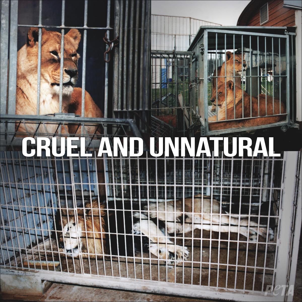 Caged animals. Animal in Cage. Animals in Zoo Cages. Thedog in the Cage. Mad animal in the Cage.
