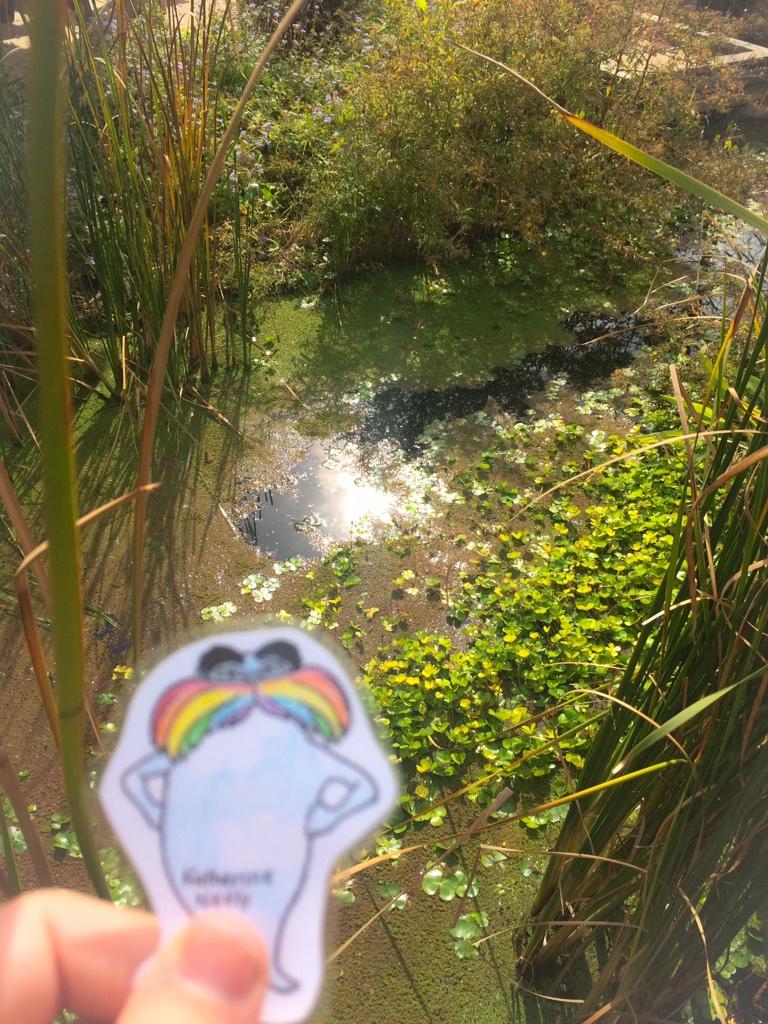 m00nlesbian's tweet image. Pond covered in algae. DO2 falling faster than speed of sound. Take cover. #flatlorax #hphsapes2014 #topic9 #pd8