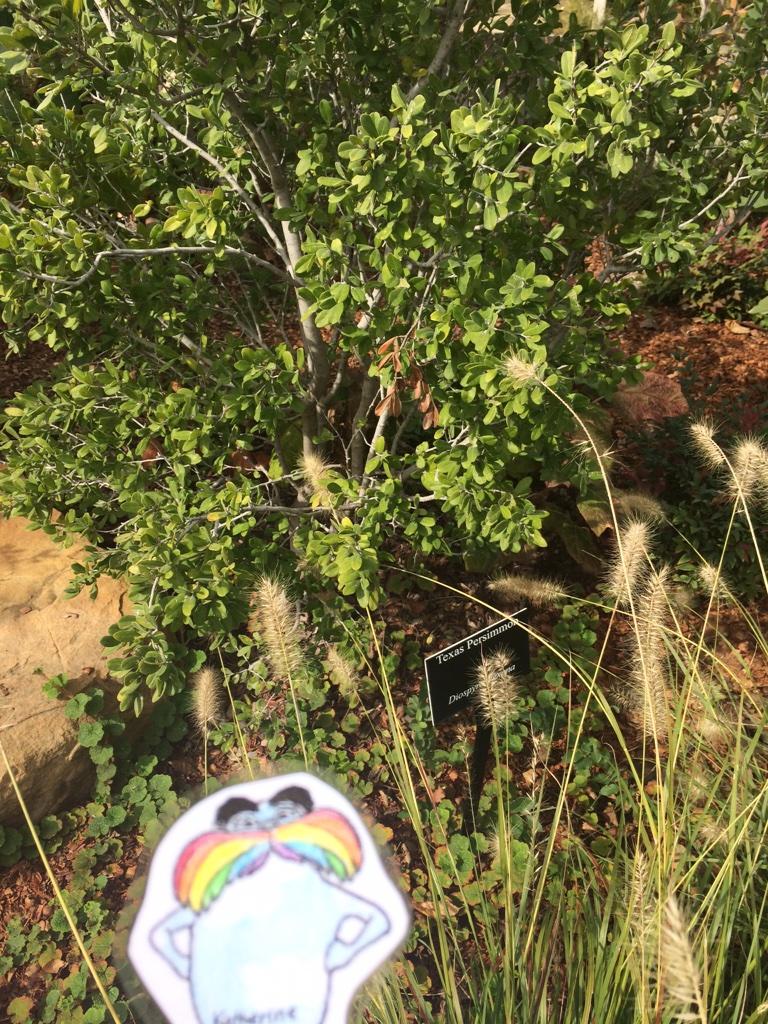 m00nlesbian's tweet image. Diospyros texana is native to TX, luckily, bc it provides us w/disgusting fruit #flatlorax #hphsapes2014 #topic7 #pd8