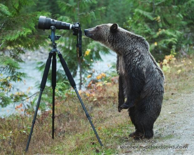 starvancouver's tweet photo. B.C. photographer captures beautiful moment with grizzly bear  http://t.co/7qsI1YBjDo http://t.co/FuuAmKiWKn