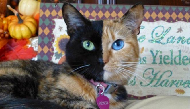 RT <a href="/VIVA_log/">VIVAlog</a>: Unik, Kucing Ini Memiliki Dua Muka dlvr.it/7PvyqF