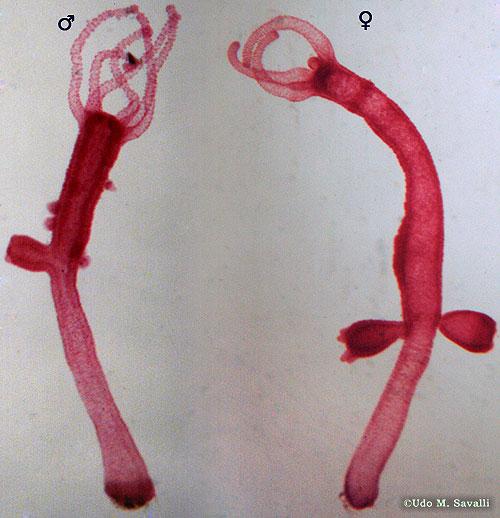 Cnidaria121's tweet photo. Since day one #throwbacktuesday #asexualreproduction http://t.co/Vt3lWJdSYm