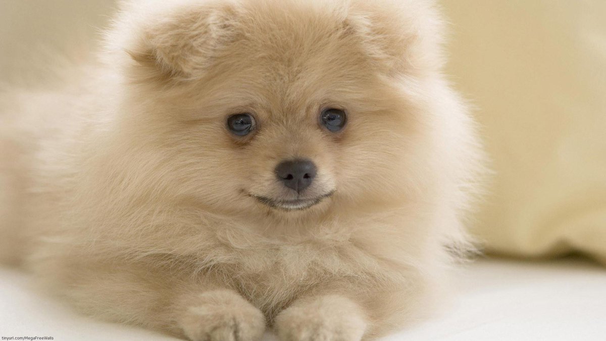 CutenessRocks_'s tweet photo. That feeling after your dry from the after-swim shower :3 #dryntoasty http://t.co/uFDkS65pgW #cutenessrocks http://t.co/bBu80omxXj