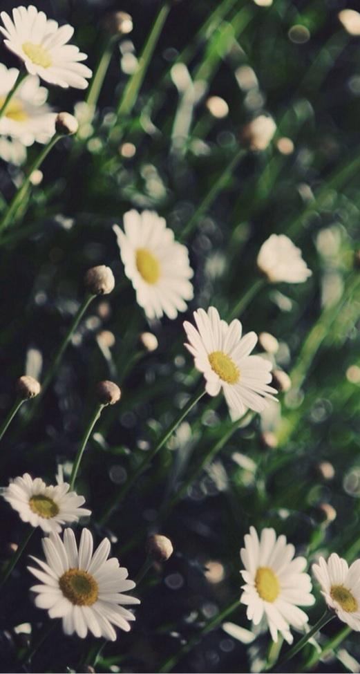 Callista_wec's tweet photo. I've found a beautiful wallpaper on LINE DECO!
 https://t.co/nA6K6kS8i6 http://t.co/R6W0vQ1Ulw