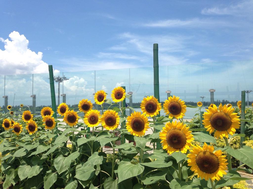 changi airport on twitter: "butterflies vs sunflowers - which garden