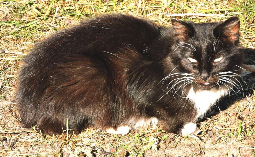 crazyfablaine's tweet photo. “@mbedniahin: #simplycat )) http://t.co/NUe1WophFI” @PelusoStefania ma non è simile a minu?!