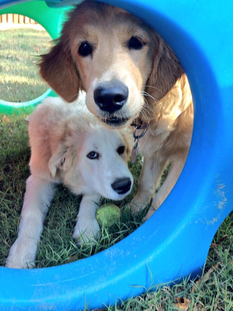 PawPatchPups's tweet photo. Samantha and Leo 😍 http://t.co/V611HrctEP