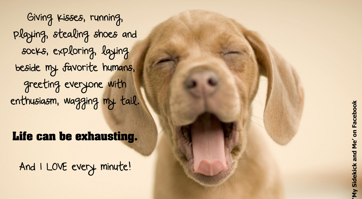 LondonDogForum's tweet photo. Life with a dog can be really exciting! Have a nice week http://t.co/rlr1uSa6MP