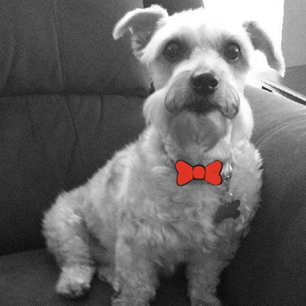 Benji @NewJerseySchanuzer knows how to play, he barks at a toy and his humans coming running! goo.gl/Eg6lMI