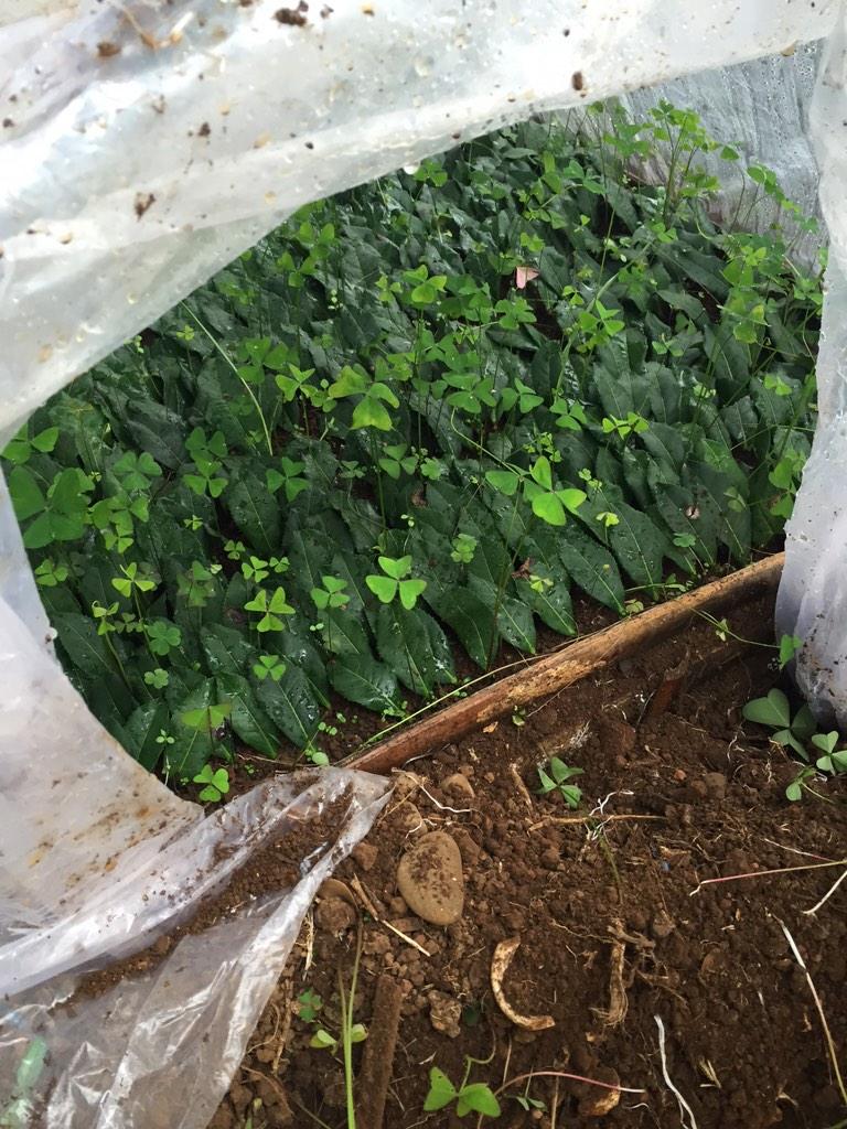 BKWorganic's tweet photo. Local #indonesian #yabukita #teaplant vegetative regeneration http://t.co/qd5RcdC1xE