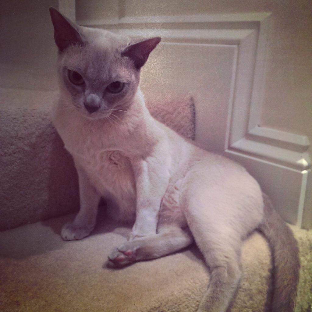 channing_cat's tweet image. More over @Caradelevingne I thinks I'm the next top model....#poseoff #channing #poser #model