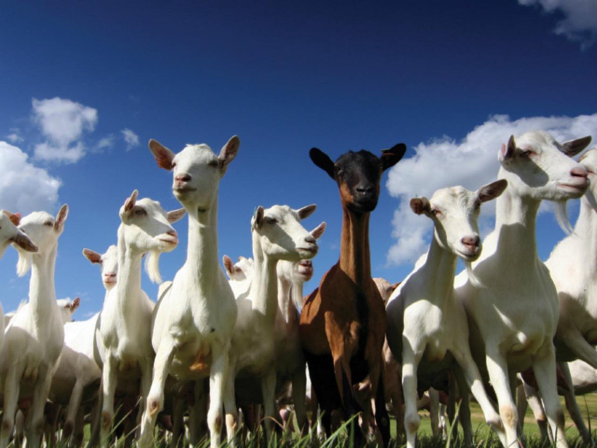 What is a Group of Goats Called  