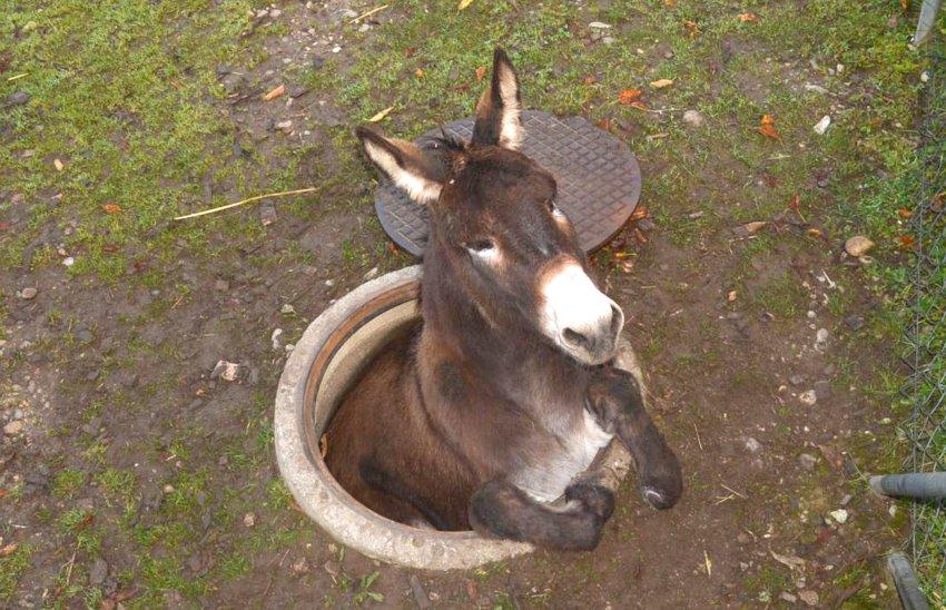 How I feel when I can't find trucks. RT @charles_hawley: This donkey stuck in a manhole in Switzerland.