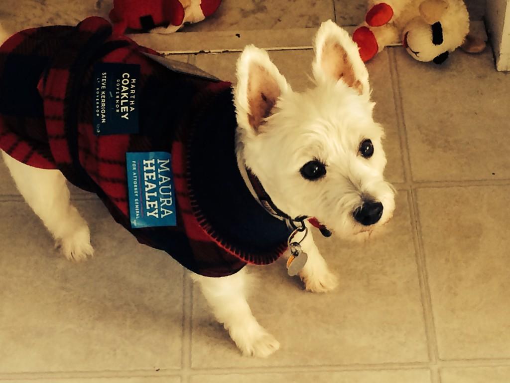 LaurinJMottle's tweet photo. Dublin is ready for one last canvass for @maura_healey @marthacoakley #dogs4maura #mutts4martha http://t.co/BQETguFFwk