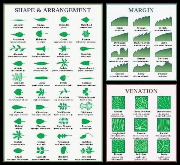 HP_Gardening's tweet photo. Thought a leaf was just - a leaf?! Great chart for leaf shapes #treeidentification #leafshapes (via @thegardenspot) http://t.co/XvaEQDzjl7