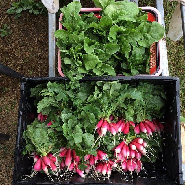 PharrmersMarket's tweet photo. @PharrmersMarket get your fresh #produce #rgv #shopLocal at the @foodbankrgv NOV 6th! 4p-7pm. @tdrefke @RomeoCantu http://t.co/9ev0gXbJzt