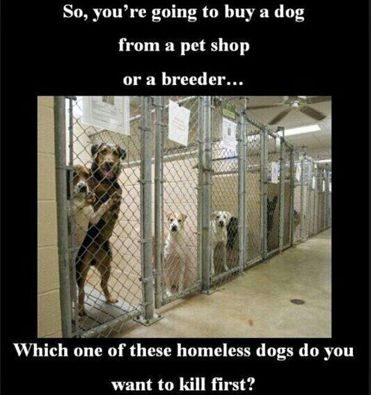 restorapet's tweet photo. “Only 30% of households that have Dogs/Cats get them from shelters.... Save a Life #AdoptDontShop @rejuvapet" http://t.co/pAGZQN8hhv