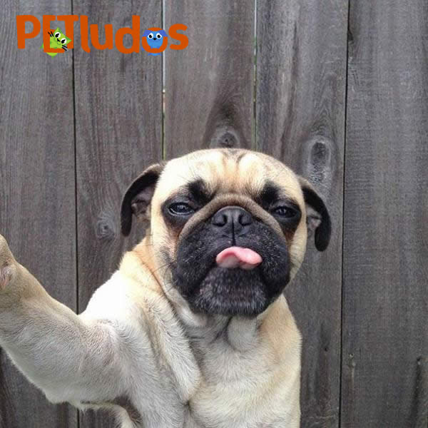 Petludos's tweet photo. ¡Excelente martes! #Petludos http://t.co/n0QsBXyWqw