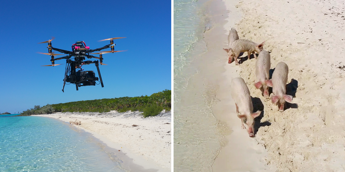 SamsungMobile's tweet photo. When pigs won't fly, we will. #GALAXYNote4 Fast Autofocus makes sure you don't miss a thing. #Note4AllSeasons #summer http://t.co/ftTHgyyzkm