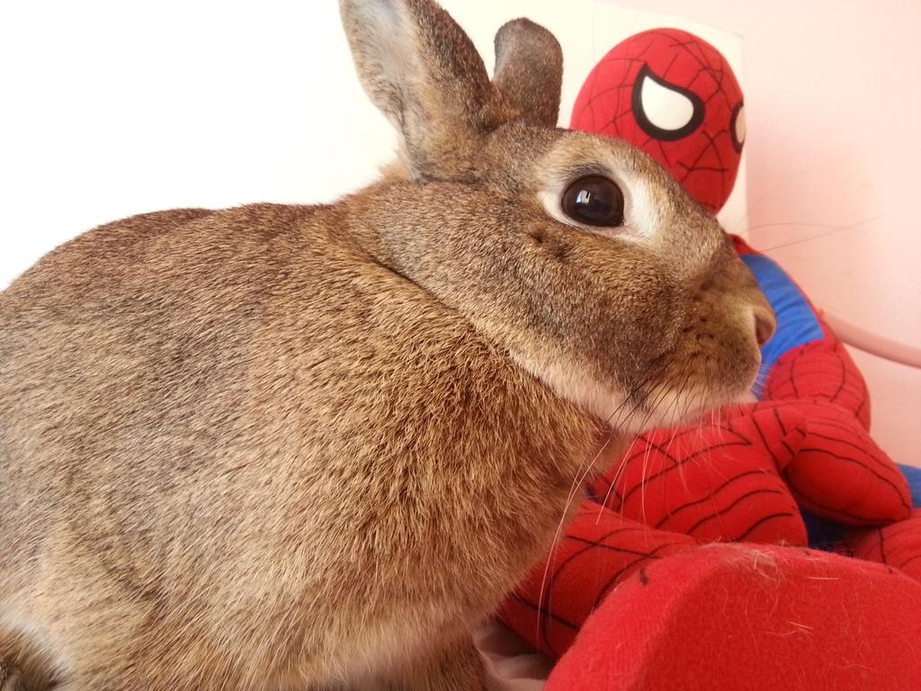 Photo shoot time hehe check my Instagram @ captainthebunny_ for more!