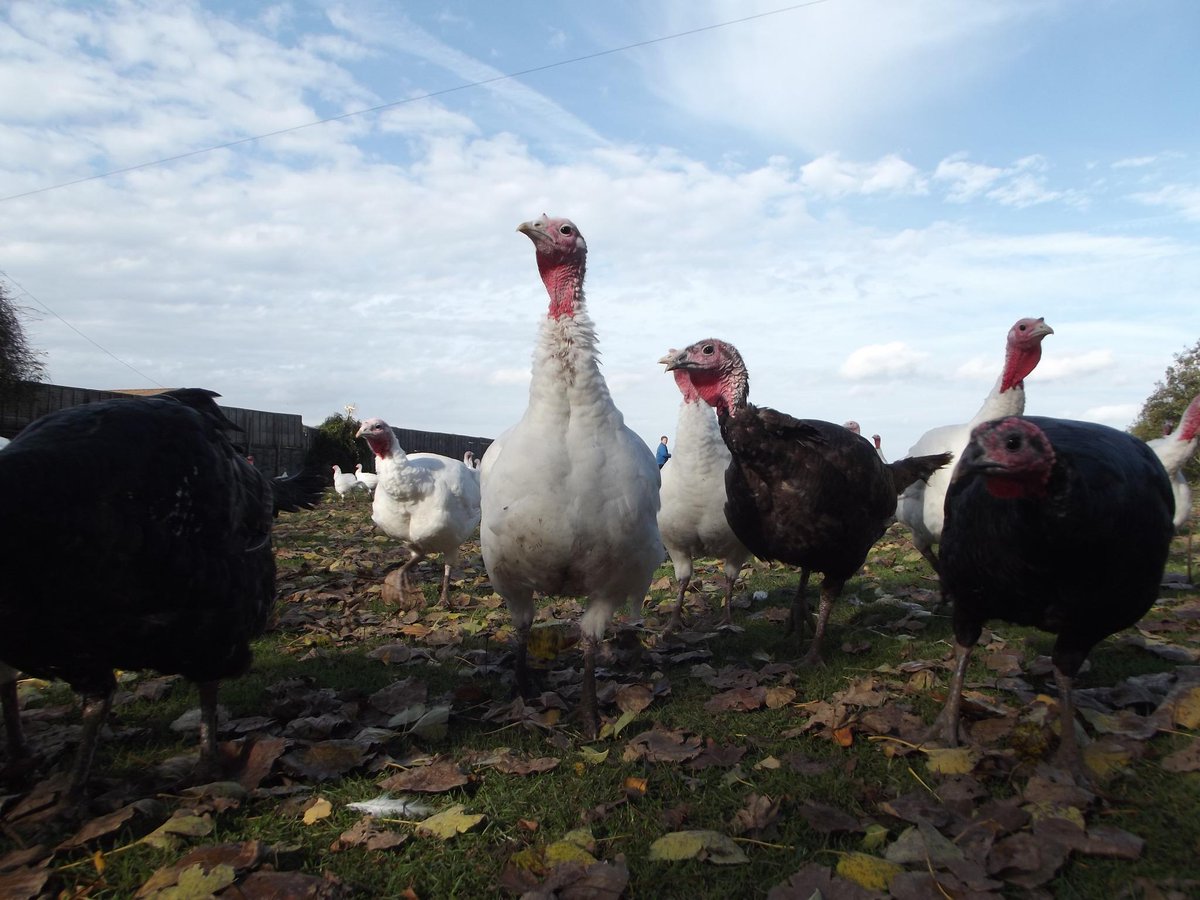 Turkeys  earlier today enjoying the sunshine #buylocal #christmas #Bristol #NorthSomerset