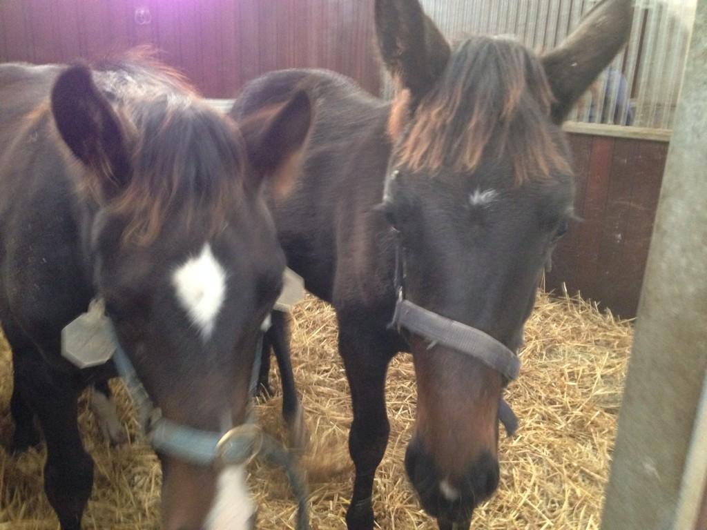 JayTigerHalim's tweet photo. Vera and Freddie left their mummy's today and went on the lorry like they have done it all before !! #Candybabies http://t.co/oQGPZCZTdq