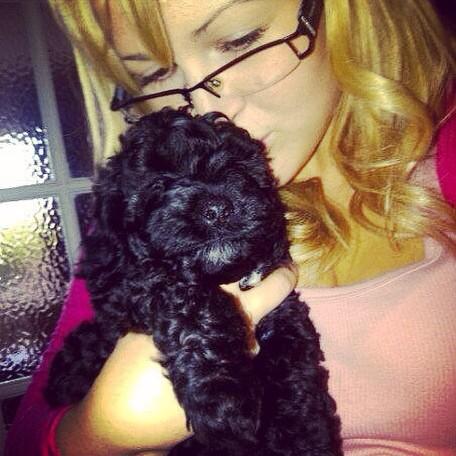Bella_Cockapoo's tweet image. 3 years ago today I came home to mummy ❤️❤️