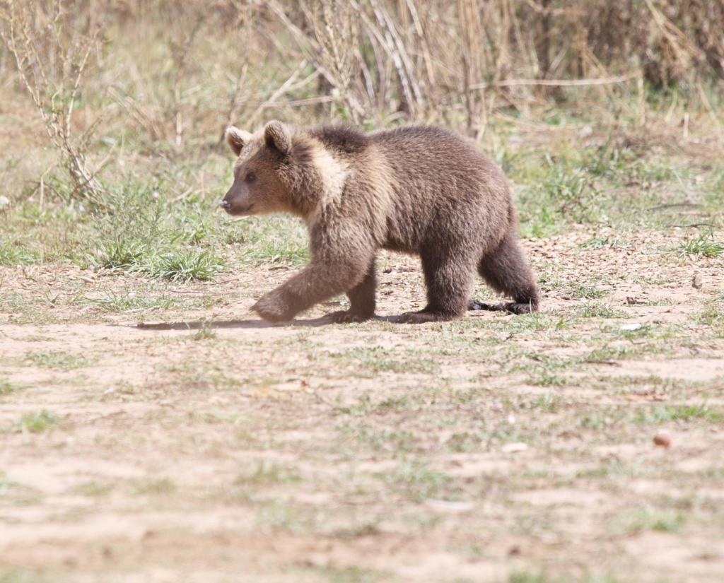 .<a href="/animalsanctuary/">The Wild Animal Sanctuary</a> is a refuge for 340+ lions, bears &amp; other rescued carnivores. Support: spr.ly/6015Sbyb