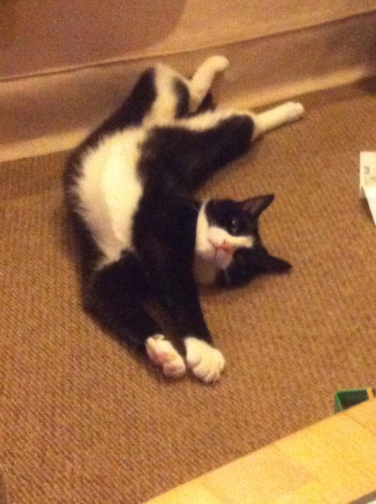 sb____91's tweet image. My boyfriends cat is the cutest &amp;lt;3 #missingeveryonesomuch @jaszboy2000