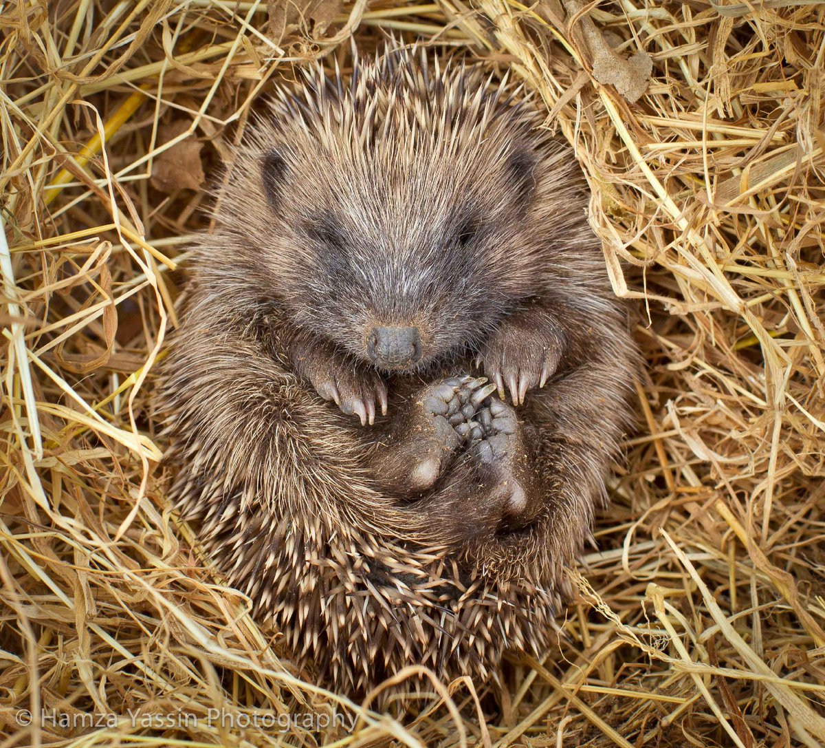 RT @HamzaYassin3: #Bonfire Night tomorrow, look out 4 our #Hedgehogs! Replaces logpile be4 burning @wildlife_uk