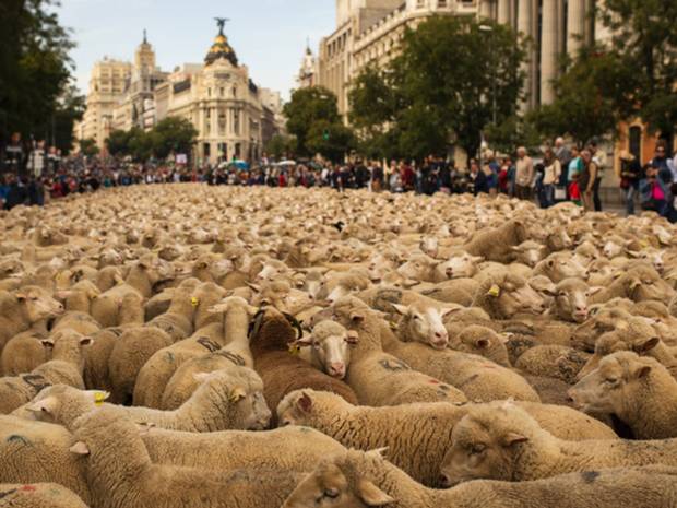 PRUradio's tweet photo. #Voting when the sheep head to the opium den. #UniteBlue #GOP #DogAndPonyShow #MidTerms #VOTE4NOBODY #NoShepherds http://t.co/8ZTsV77O81