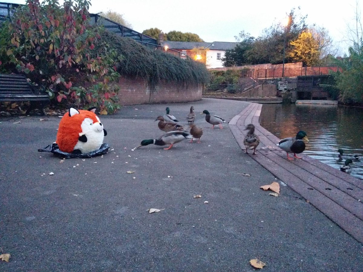 SquishableUK's tweet image. MR FOX like to feed the ducks!