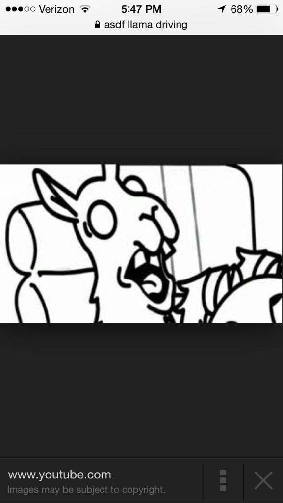 stowllama1's tweet image. When I first started to learn how to drive #llamAnovember #firsttimedriving