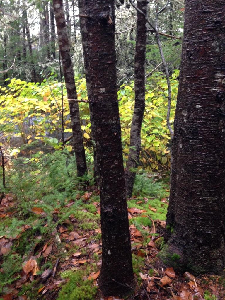 bwalsh87's tweet photo. Decomposing leaf litter from the terrestrial ecosystem gives nutrients to the aquatic invertebrates #biol2600 http://t.co/PA8TgMjOei