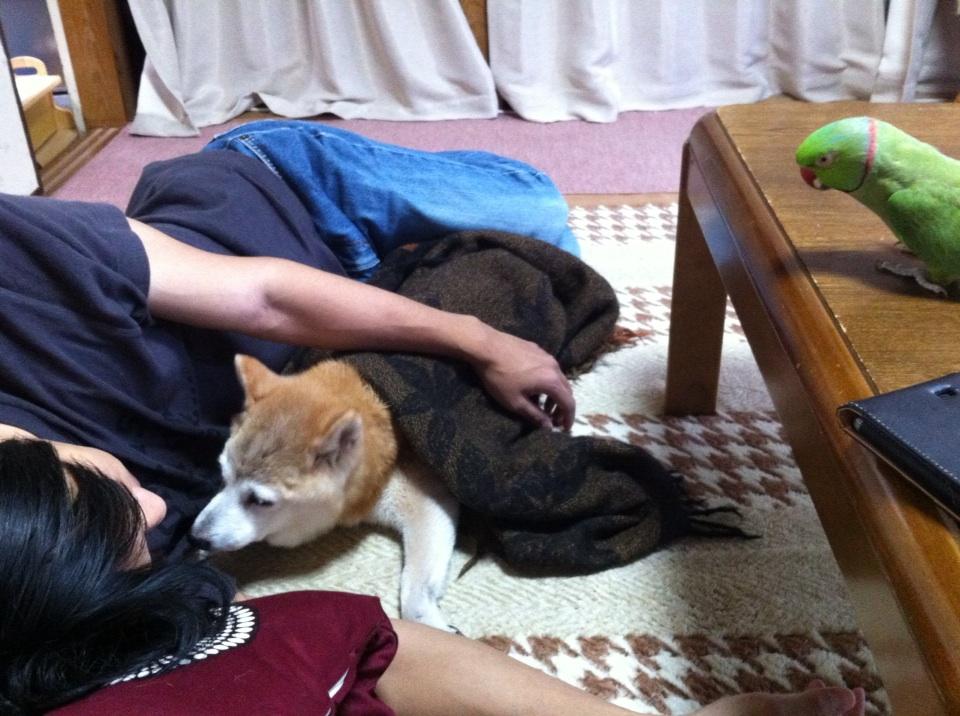 ローズ Amp 柴犬りょう Twitter Search