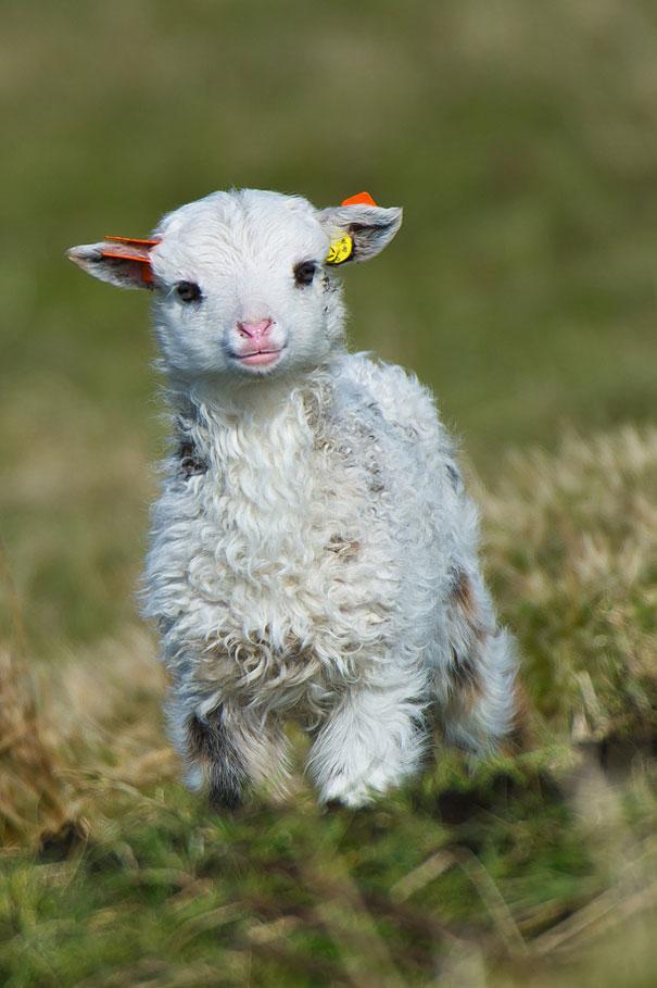 TheCutieAnimals's tweet photo. AWW A BABY LAMB http://t.co/kydA2RsPQ7
