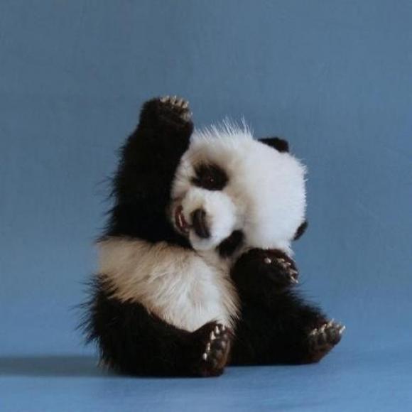 TheCutieAnimals's tweet photo. RETWEET IF YOU LOVE BABY PANDAS http://t.co/nHqOMmYmAf