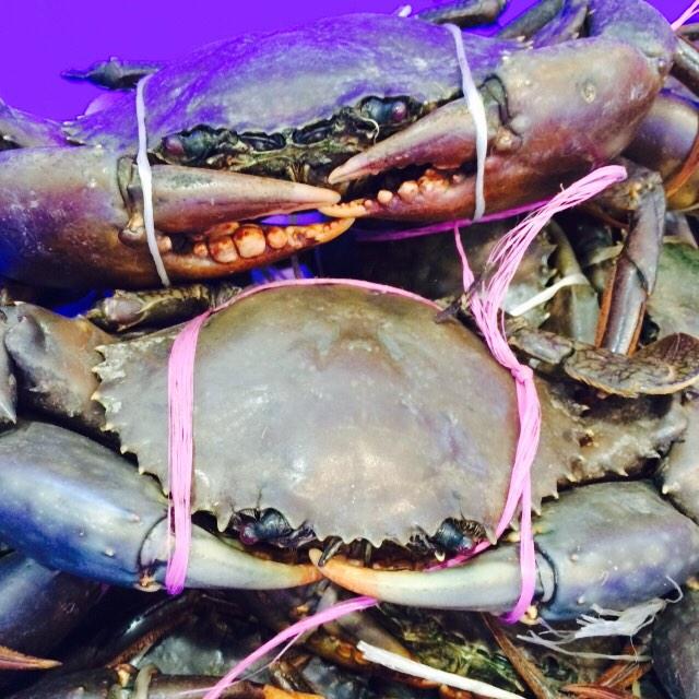 ClaudiosSeafood's tweet image. #live #mudcrabs #cranky but oh so tasty 
#local #sydney #sydneyfishmarket