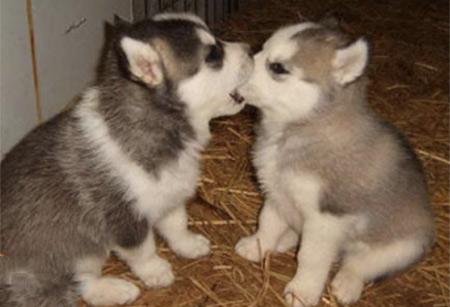 TheCutieAnimals's tweet photo. When JayZ tries to kiss beyonce..: http://t.co/EbP12XyvFU