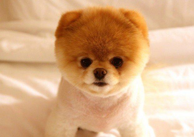 TheCutieAnimals's tweet photo. Boo!!! I love Boo awww :3 http://t.co/EdMgAW3K5e