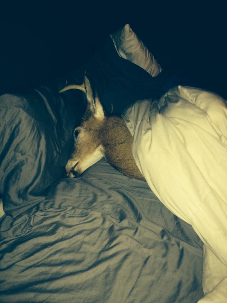 cermak19's tweet photo. Come home to find this in my bed courtesy of the 1066 boys! Gotta love this stuff #CantMakeItUp #GoodLuckBuck http://t.co/7sXMqVAY5k