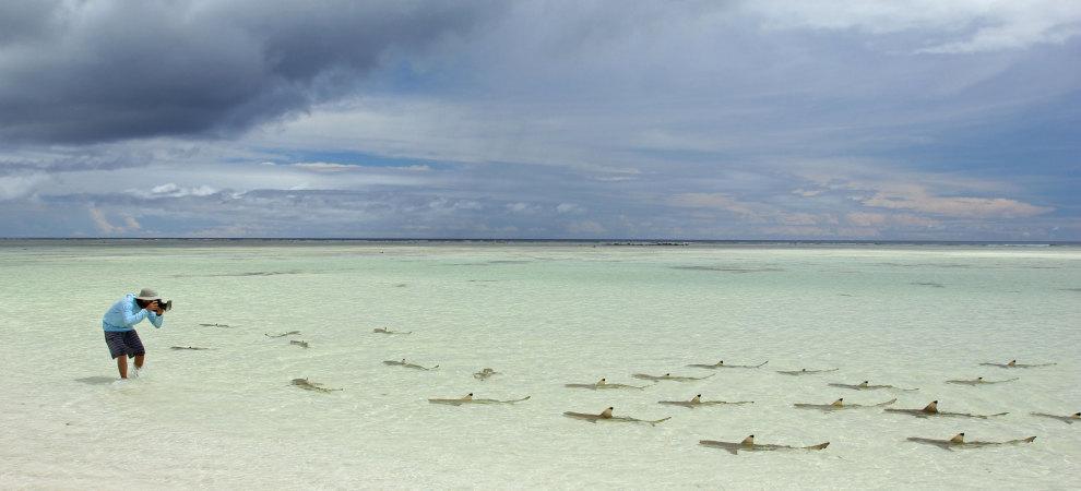 SharkDevocean's tweet image. Photographing #sharks is difficult but @tompeschak nails it in Aldabra! #FLOceans @saveourseas proof.nationalgeographic.com/2014/11/04/sha…