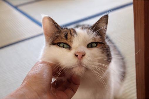 Twitter இல コノマルスー 猫のマズル 猫のふぐり 猫の目の上のコレ 窪み ていうか猫 ﾟ ﾟ 皆さんは何フェチですか Http T Co Zst35p0fjn