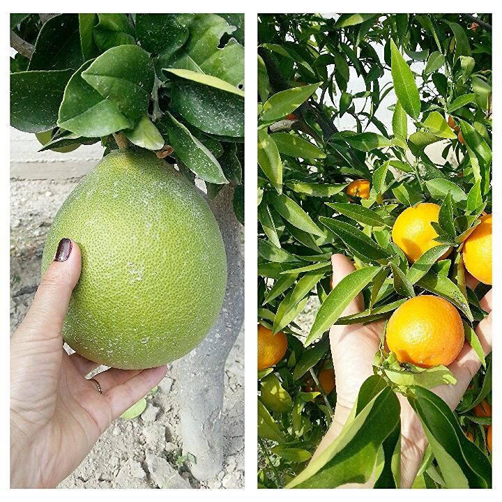 sallysuley's tweet photo. Cypriot #Citrusfruit #healthyeating #meditteraneandiet #Cyprus #cypriot #healthyeating #healthyoptions #paleo http://t.co/fspZld1H9Q
