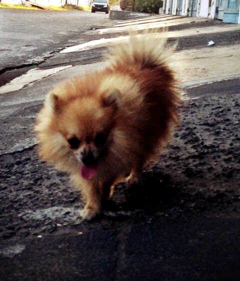 itha_jpx's tweet photo. Dijual anjing hub aditya pin : 32D7175A atau 085602010893 http://t.co/vnzuWtOhqZ