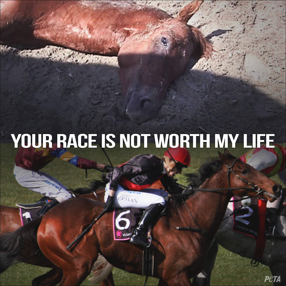 peta's tweet image. 16 horses DIED at #DelMar racetrack last summer.

PETA wants vet records released to public: peta.vg/delmar