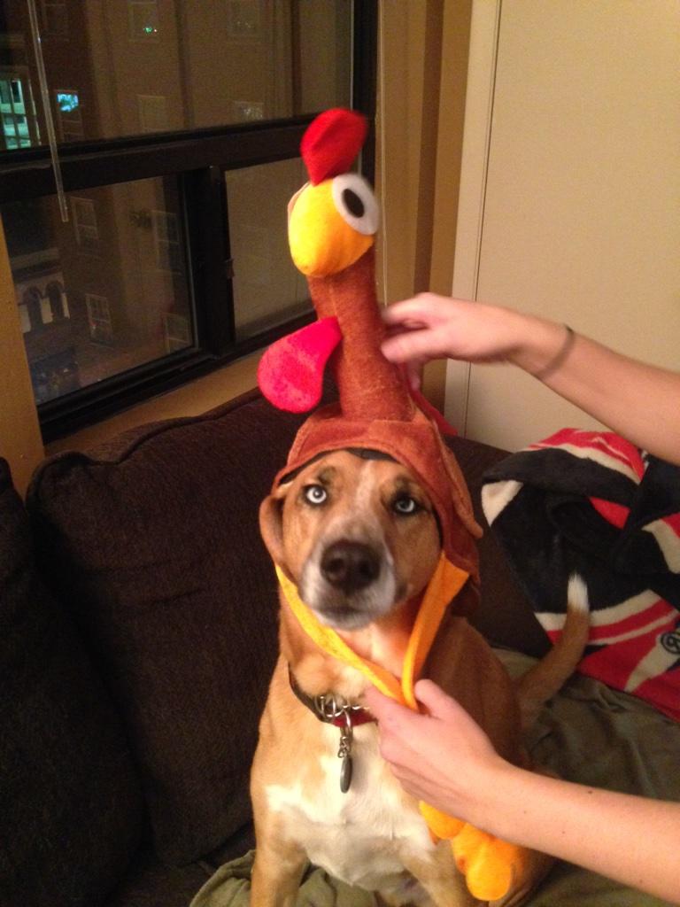 LoganMBooker's tweet photo. This is the result of trying to get Chipper to wear his turkey hat. 
#TurkeyJones http://t.co/5igZFFX0jX