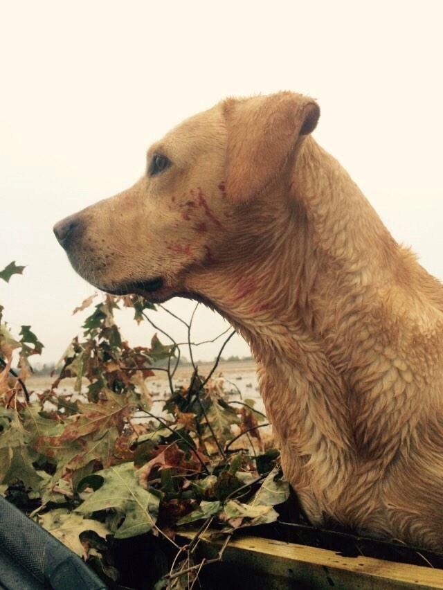 HuntRaw's tweet photo. He sure enjoyed the flight day yesterday! #huntraw http://t.co/9ZsFpeV8xS