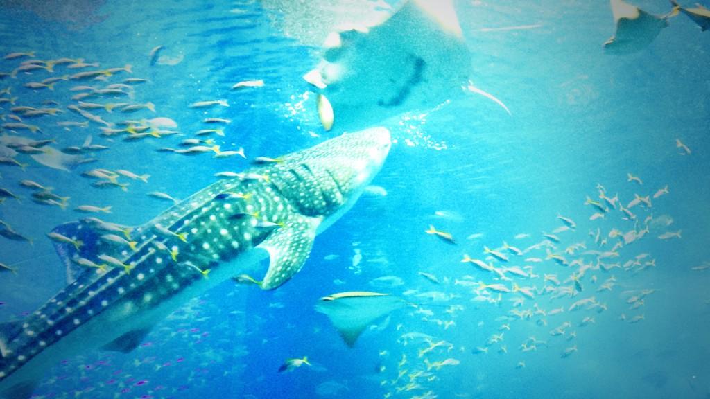 cherry716cat's tweet photo. 修学旅行‼︎ in沖縄 http://t.co/ueYzVxlxGs